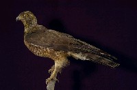鳳頭蒼鷹藏品圖，第6張